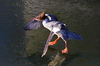 grote zaagbek (Mergus merganser) 2-2021 6301